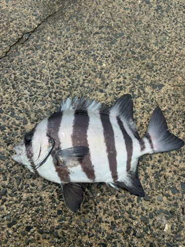 サンバソウの釣果