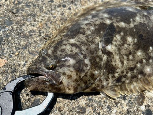 ヒラメの釣果