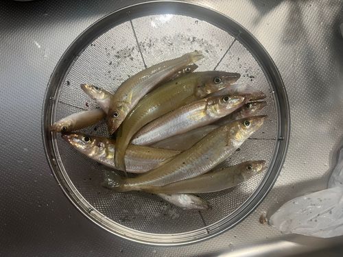 キスの釣果