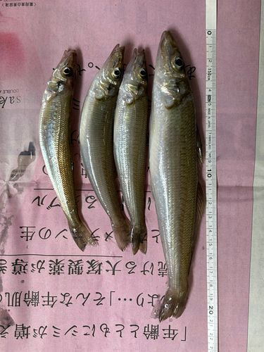 キスの釣果