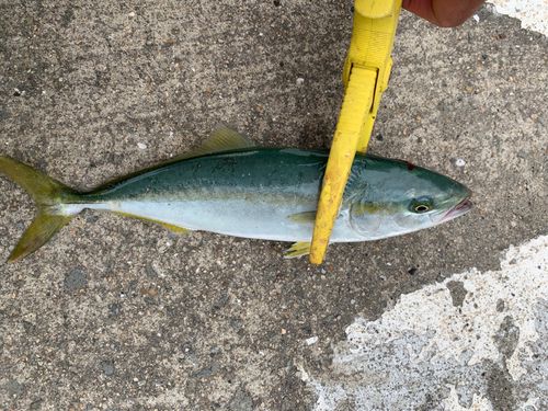 ツバスの釣果