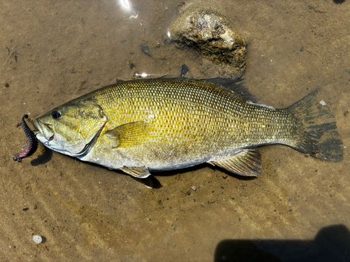 スモールマウスバスの釣果