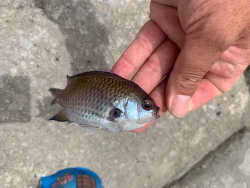 スズメダイの釣果