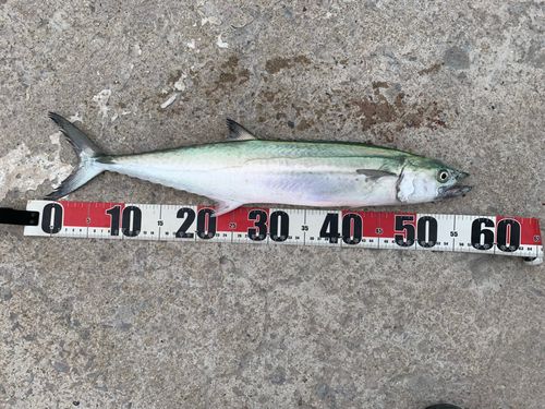 サゴシの釣果