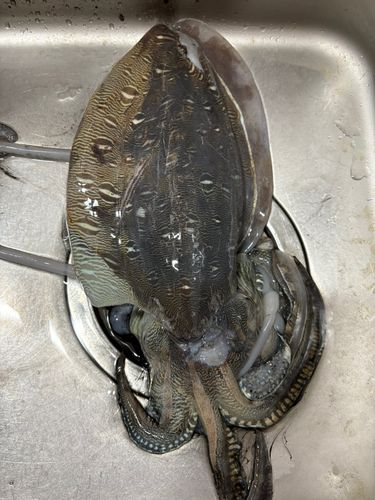 コウイカの釣果