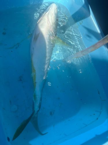 シマアジの釣果