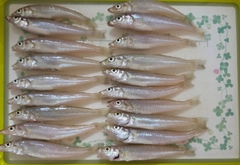 キスの釣果