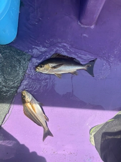 イサキの釣果