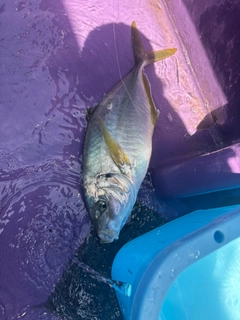 シマアジの釣果