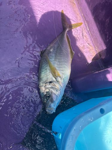 シマアジの釣果