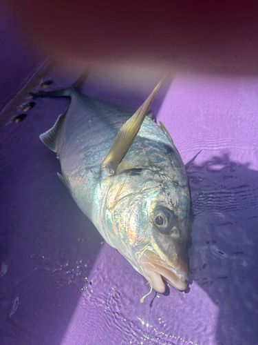 シマアジの釣果