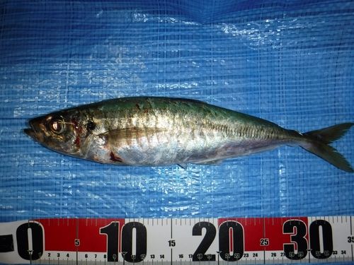 マルアジの釣果