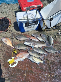 メジナの釣果
