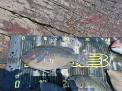 メジナの釣果