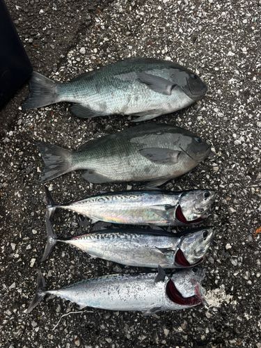 メジカの釣果
