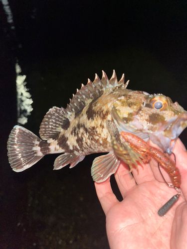 ガシラの釣果