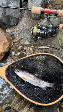 ヤマメの釣果