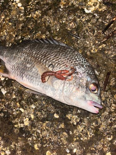 キビレの釣果