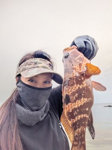 キジハタの釣果
