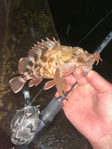 ガシラの釣果