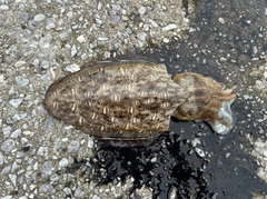 モンゴウイカの釣果