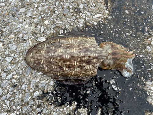 モンゴウイカの釣果