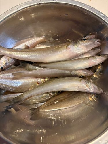シロギスの釣果
