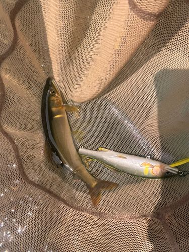 ブリの釣果