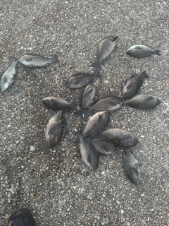 グレの釣果