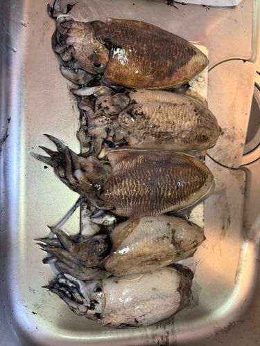 コウイカの釣果