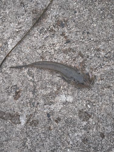 メゴチの釣果