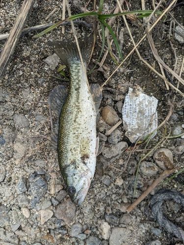 ラージマウスバスの釣果