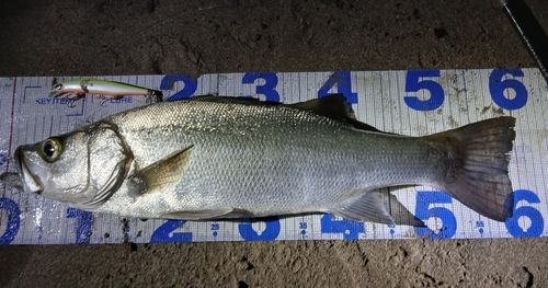 ヒラスズキの釣果