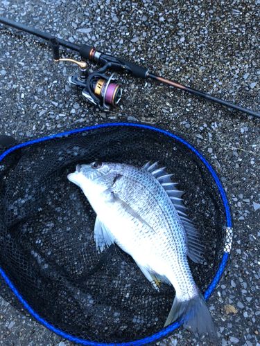 キビレの釣果