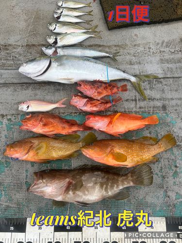 クエの釣果