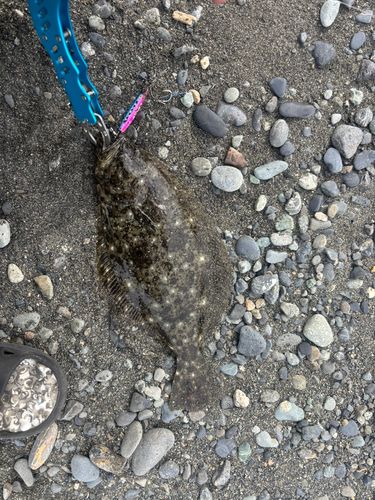 ヒラメの釣果
