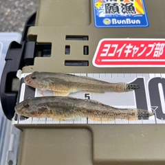 ハゼの釣果
