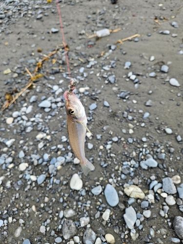 キスの釣果