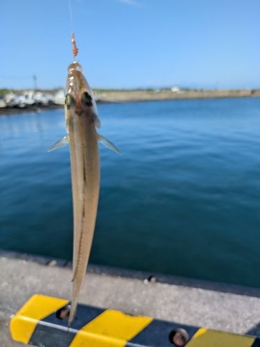 シロギスの釣果