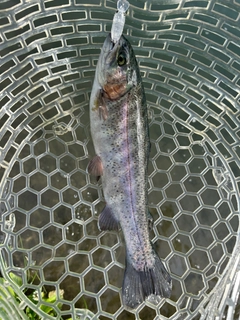 ニジマスの釣果