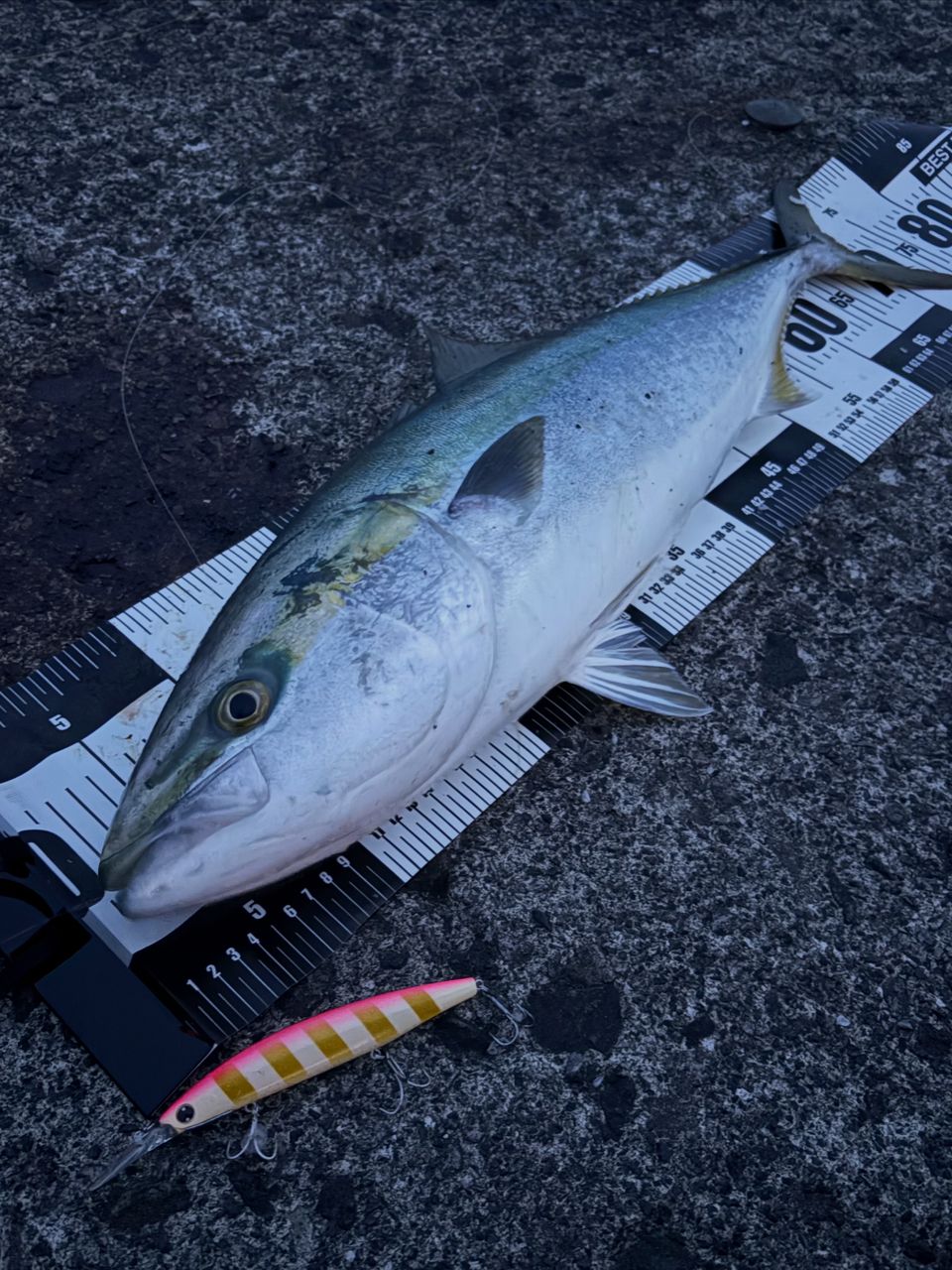SHIMANO 22ネッサ BB S106MHの最安値・インプレ・釣果 | 本音の口コミ