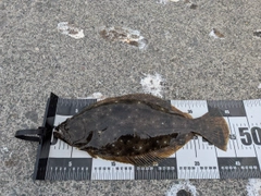 ヒラメの釣果