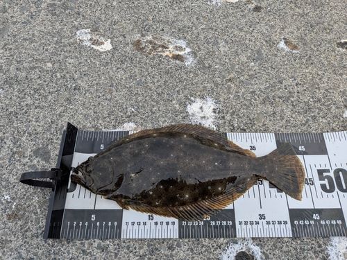 ヒラメの釣果