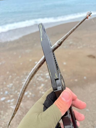 アオヤガラの釣果