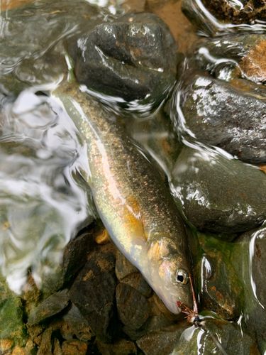 タカハヤの釣果