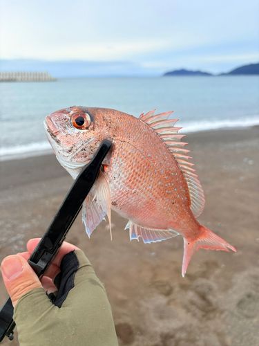 タイの釣果