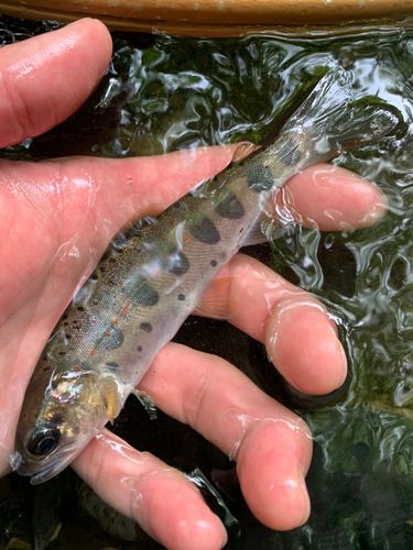 アマゴの釣果