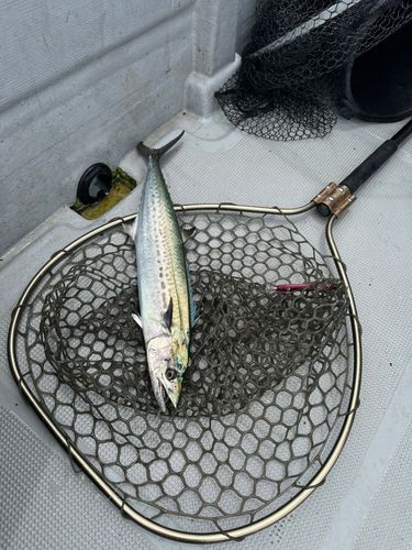 サゴシの釣果