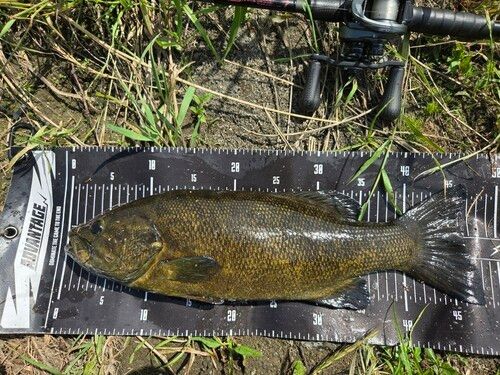 スモールマウスバスの釣果