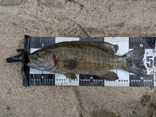 スモールマウスバスの釣果